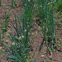 Ciboule White Lisbon  (Allium fistulosum) Bio semences