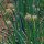 Ciboule White Lisbon  (Allium fistulosum) semences biologoques