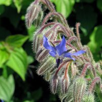 Bourrache officinale (Borago officinalis) Bio semences