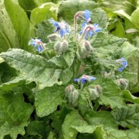 Bourrache officinale (Borago officinalis) Bio semences