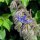 Bourrache officinale (Borago officinalis) Bio semences