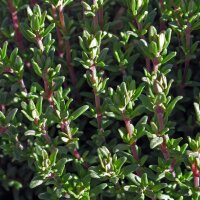 Thym (Thymus vulgaris) Bio semences