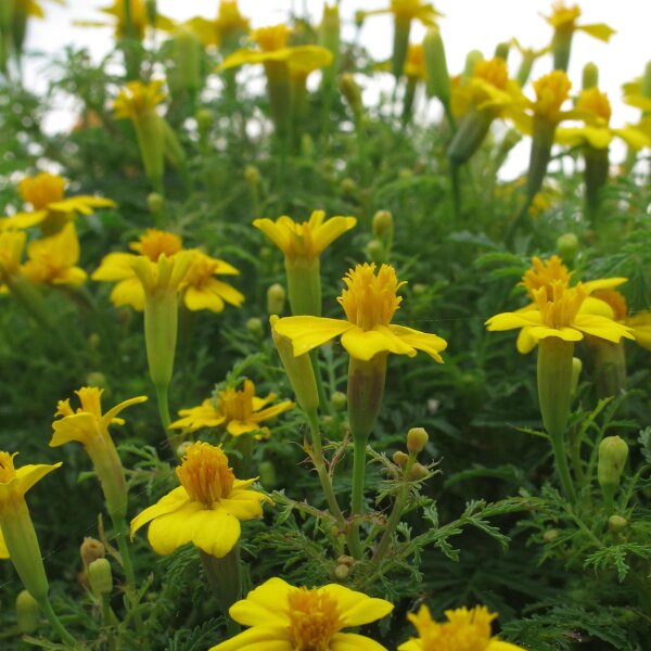 Tagète citron (Tagetes tenuifolia) Bio semences