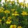 Tagète citron (Tagetes tenuifolia) Bio semences