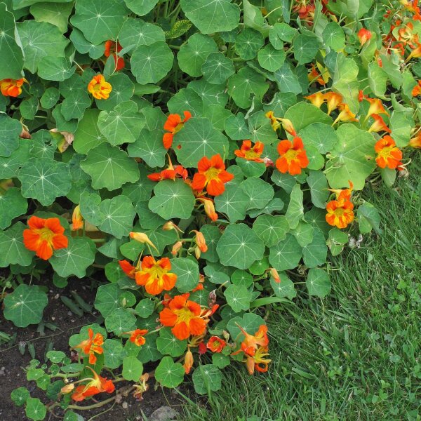 Grande Capucine (Tropaeolum majus) Bio semences