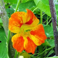 Grande Capucine (Tropaeolum majus) Bio semences