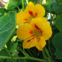 Grande Capucine (Tropaeolum majus) Bio semences