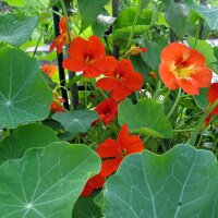 Grande Capucine (Tropaeolum majus) Bio semences