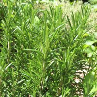 Romarin (Rosmarinus officinalis) Bio semences