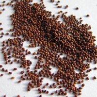 Origan (Origanum vulgare) Bio semences