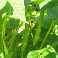 Haricot vert nain Tendergreen (Phaseolus vulgaris) graines