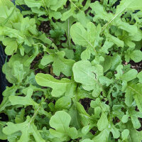 Roquette des murailles (Eruca vesicaria subsp. sativa)...
