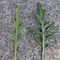 Roquette des murailles (Eruca vesicaria subsp. sativa)