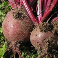 Betterave rouge Boltardy (Beta vulgaris) graines