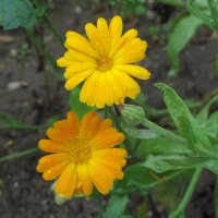 Souci officinal (Calendula officinalis) Bio semences