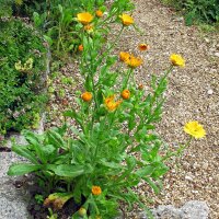 Souci officinal (Calendula officinalis) Bio semences