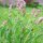 Sauge commune (Salvia officinalis) Bio semences