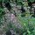 Sauge commune (Salvia officinalis) Bio semences