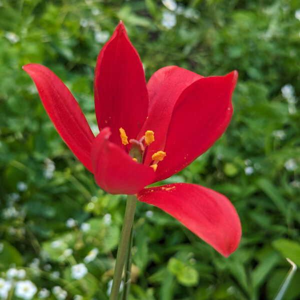 Tulipe de Sprenger / Tulipe sauvage de turquie (Tulipa sprengeri) graines