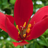 Tulipe de Sprenger / Tulipe sauvage de turquie (Tulipa...