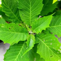 Trompette des Anges / brugmansie en arbre (Brugmansia /...