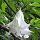 Trompette des Anges / brugmansie en arbre (Brugmansia / Datura arborea) graines