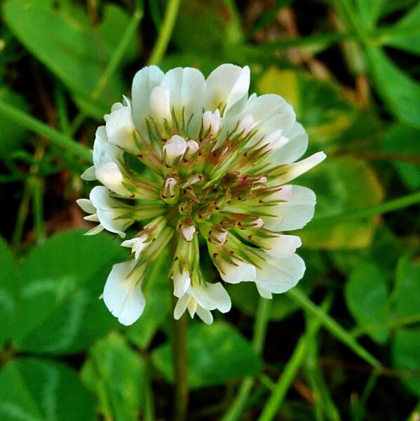 Trèfle blanc / Trèfle rampant (Trifolium repens) graines