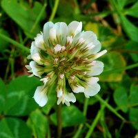 Trèfle blanc / Trèfle rampant (Trifolium...