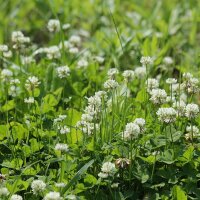 Trèfle blanc / Trèfle rampant (Trifolium...