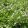 Trèfle blanc / Trèfle rampant (Trifolium repens) graines