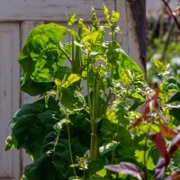 Arroche des jardins verte (Atriplex hortensis) semences
