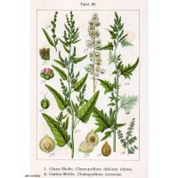 Arroche des jardins verte (Atriplex hortensis) semences