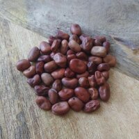Féverole/ fève de cheval (Vicia faba) semences