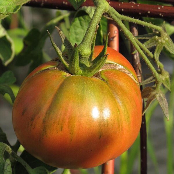 Tomate Noire de Crimée (Solanum lycopersicum) semences