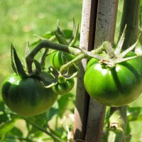 Tomate Noire de Crimée (Solanum lycopersicum) semences