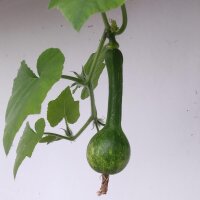 Courge doubeurre Butternut Ponca (Cucurbita moschata) bio semences