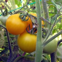 Tomate jaune Goldene Königin (Solanum lycopersicum)...