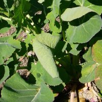 Rutabaga Gelbe Wilhelmsburger à collet vert (Brassica napus) semences