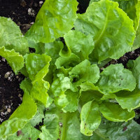 Chicorée endive Scarole verte (Cichorium endivia)...