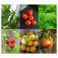 Tomates, Basilic & Persil  (Bio) - kit cadeau de graines