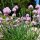 Ciboulette (Allium schoenoprasum)  graines