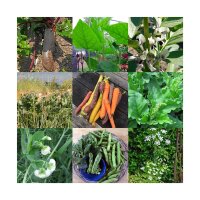 Légumes rares et historiques - kit de graines