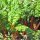 Bette à carde colorée Five Colours (Beta vulgaris ssp. vulgaris) bio semences