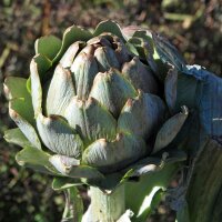 Artichaut Imperial Star (Cynara scolymus) Bio semences