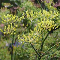 Aneth doux Dulce (Foeniculum vulgare) Bio semences