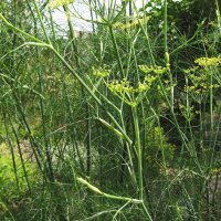 Aneth doux Dulce (Foeniculum vulgare) Bio semences