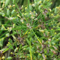 Aneth doux Dulce (Foeniculum vulgare) Bio semences