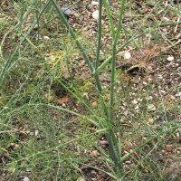 Aneth doux Dulce (Foeniculum vulgare) Bio semences