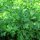 Persil italien (Petroselinum crispum var. neapolitanum) Bio semences