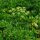 Persil italien (Petroselinum crispum var. neapolitanum) Bio semences